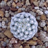 Mammillaria sanchez-mejoradae ©JL-586.jpg